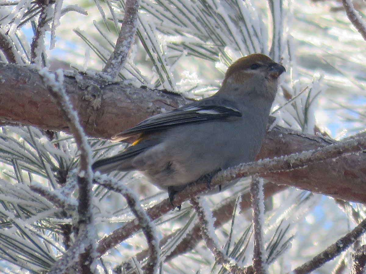 Pine Grosbeak - ML526182201