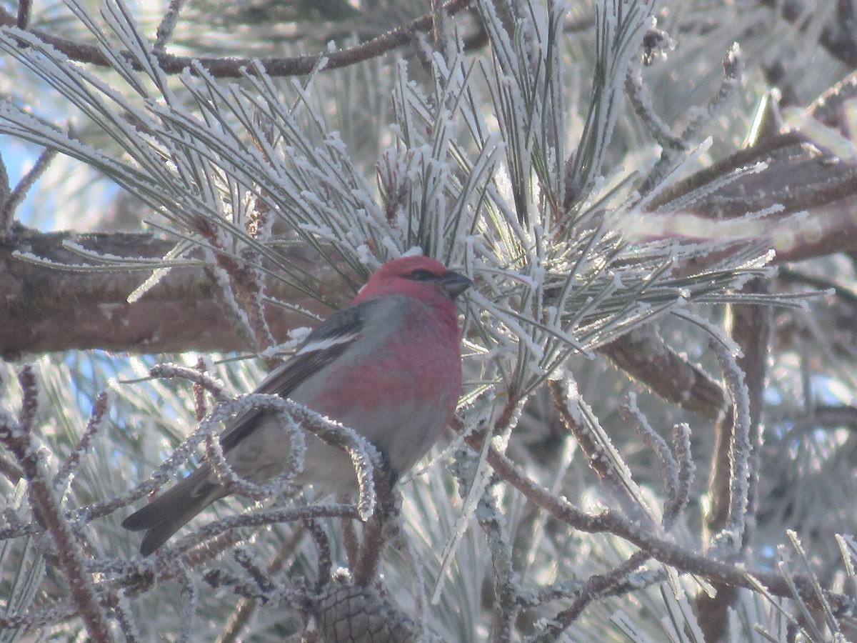 Pine Grosbeak - ML526182221