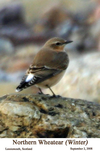 Northern Wheatear - ML526182601