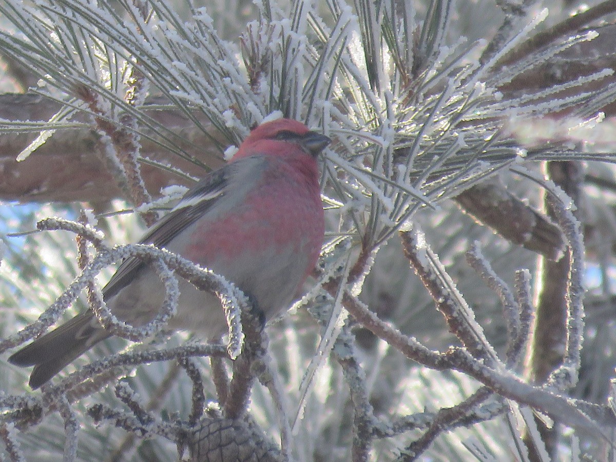 Pine Grosbeak - ML526182611