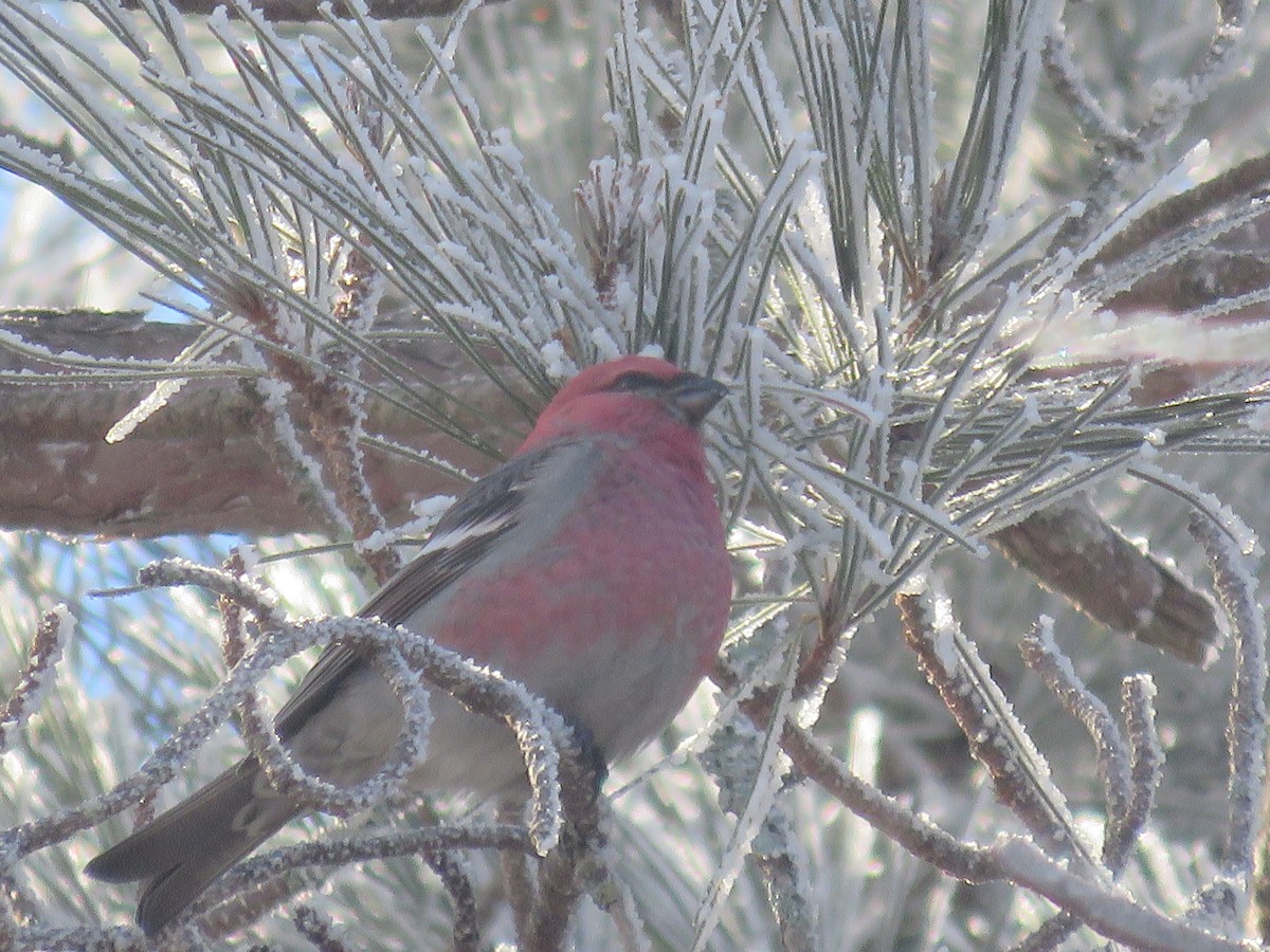 Pine Grosbeak - ML526182621