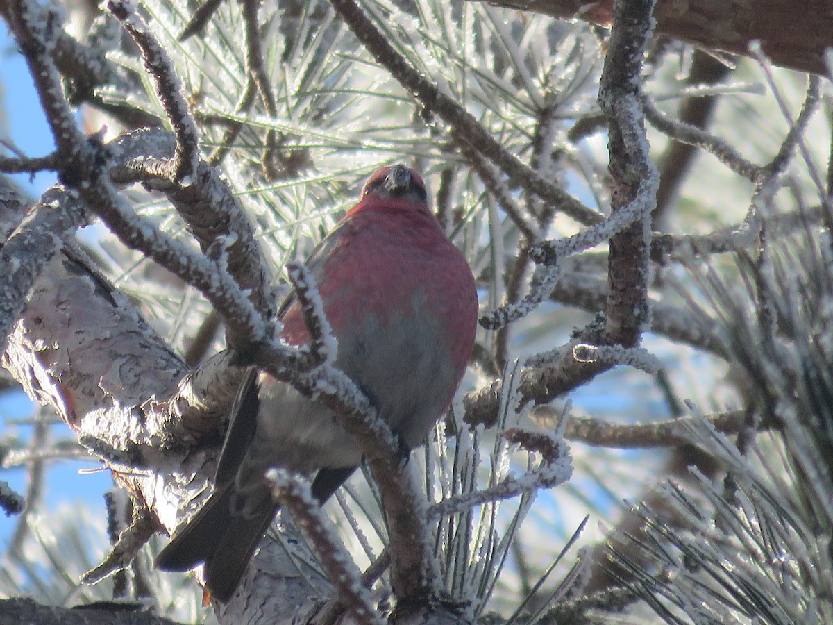 Pine Grosbeak - ML526182631