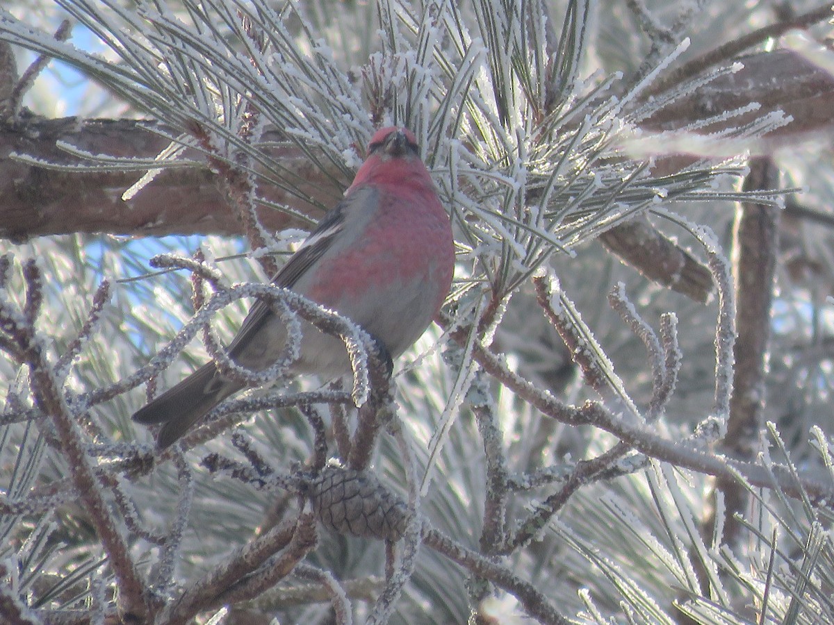 Pine Grosbeak - ML526182641