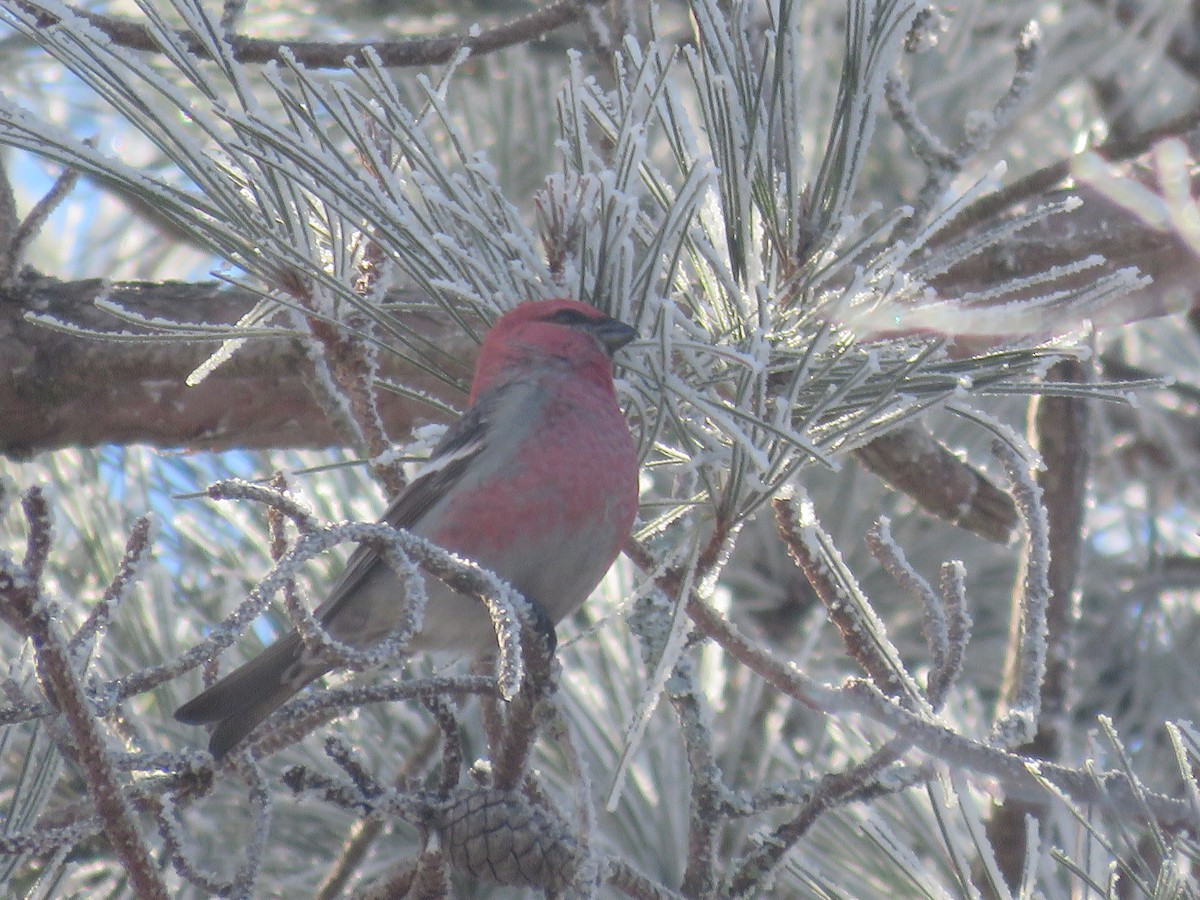 Pine Grosbeak - ML526182651