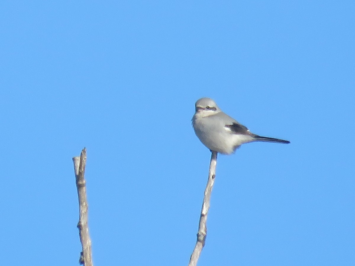 Northern Shrike - ML526182841