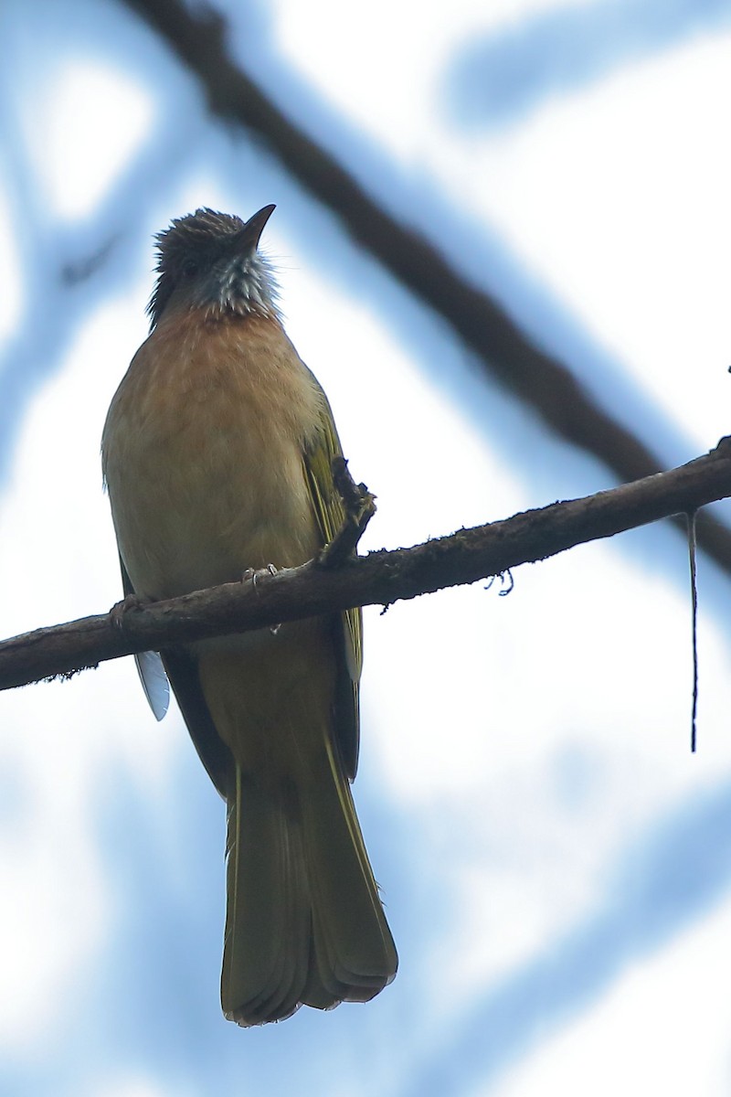 Mountain Bulbul - Arnab Pal