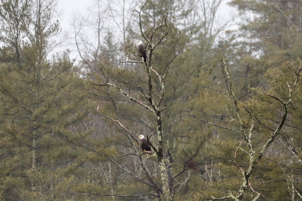 Bald Eagle - ML526183341