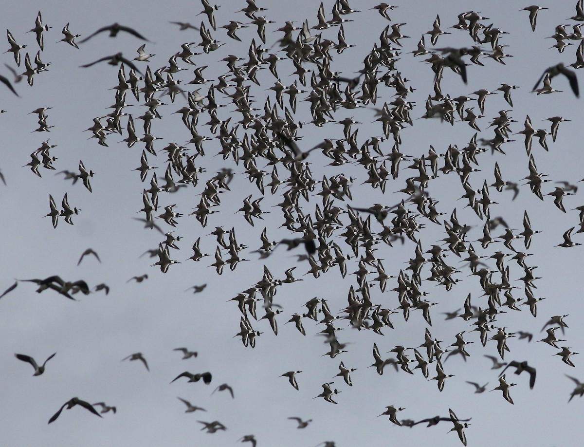 Black-tailed Godwit - ML526183601