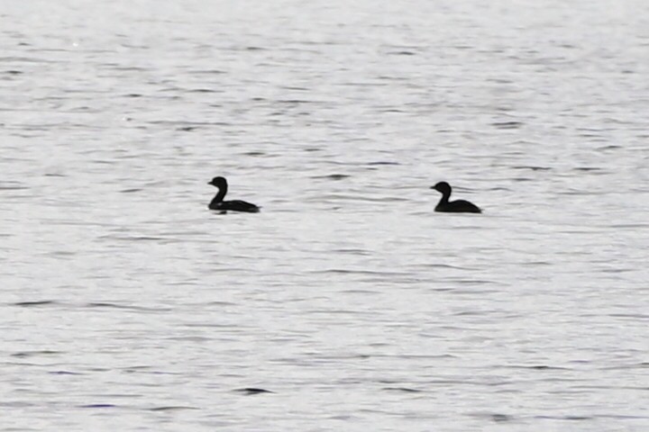 Pied-billed Grebe - ML526183631