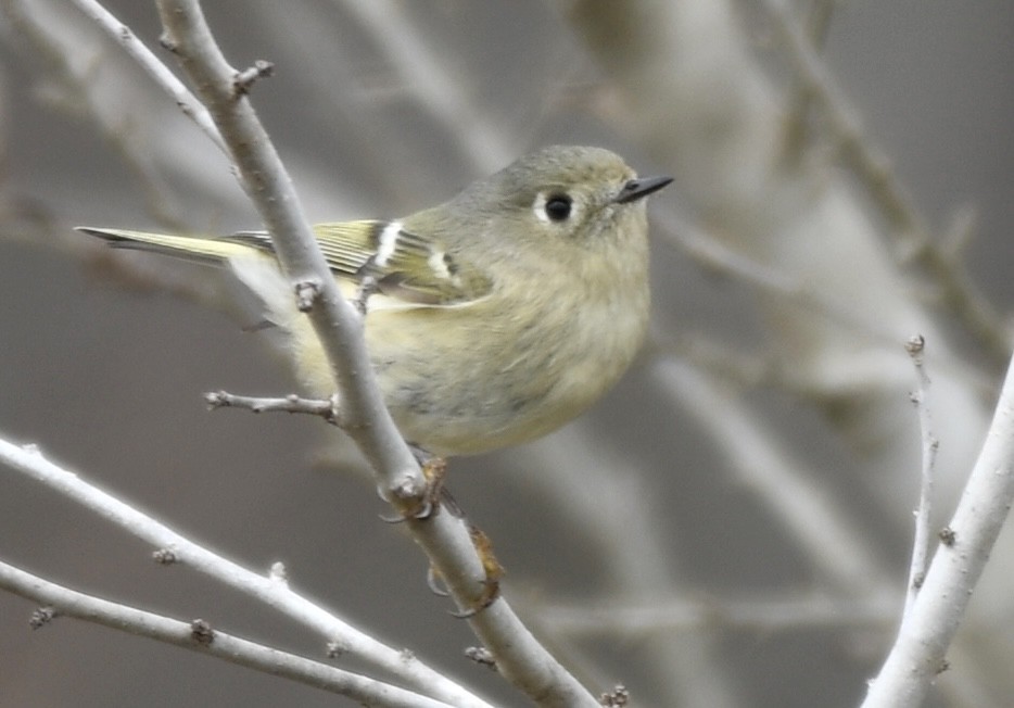 Ruby-crowned Kinglet - ML526183651