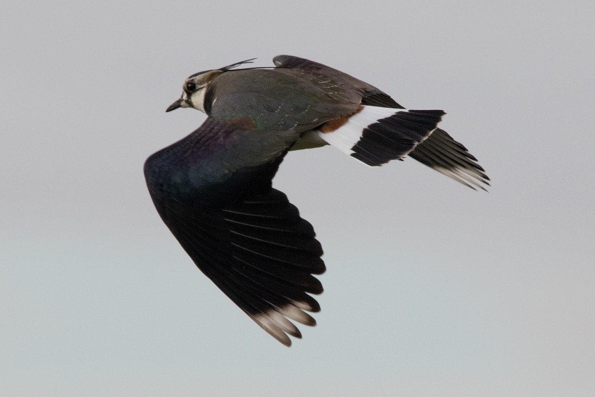 Northern Lapwing - ML526183881