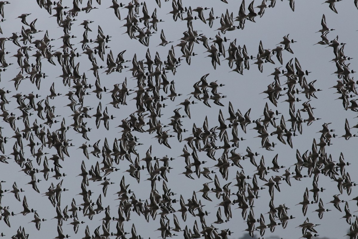 Black-tailed Godwit - ML526183901