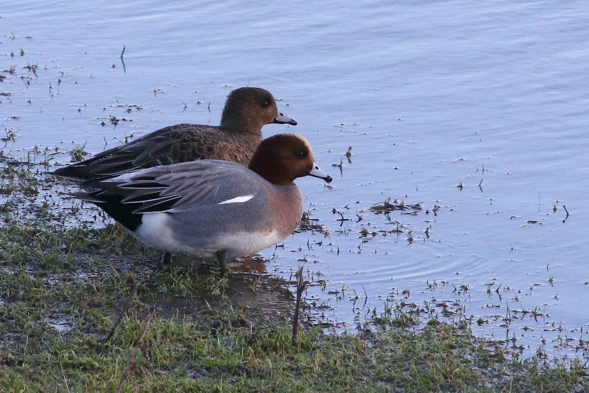 Eurasian Wigeon - ML526184361