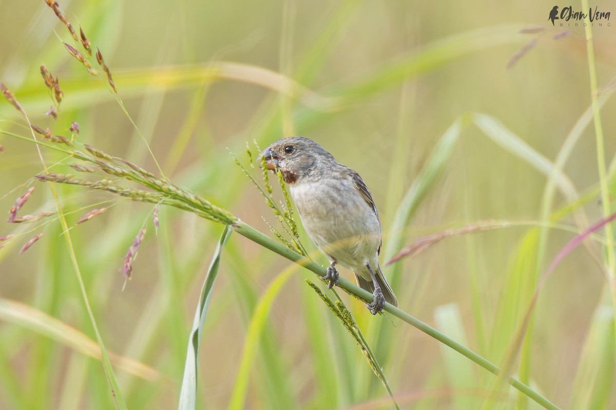 ML526184441 - Chestnut-throated Seedeater - Macaulay Library