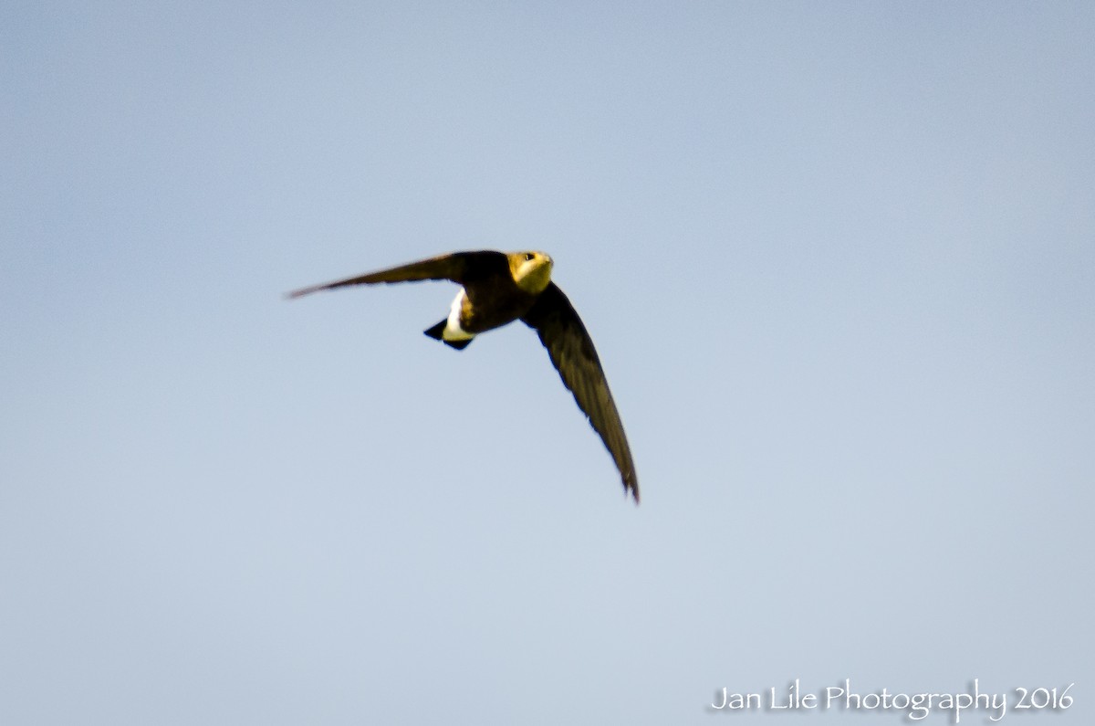 White-throated Needletail - ML52618461