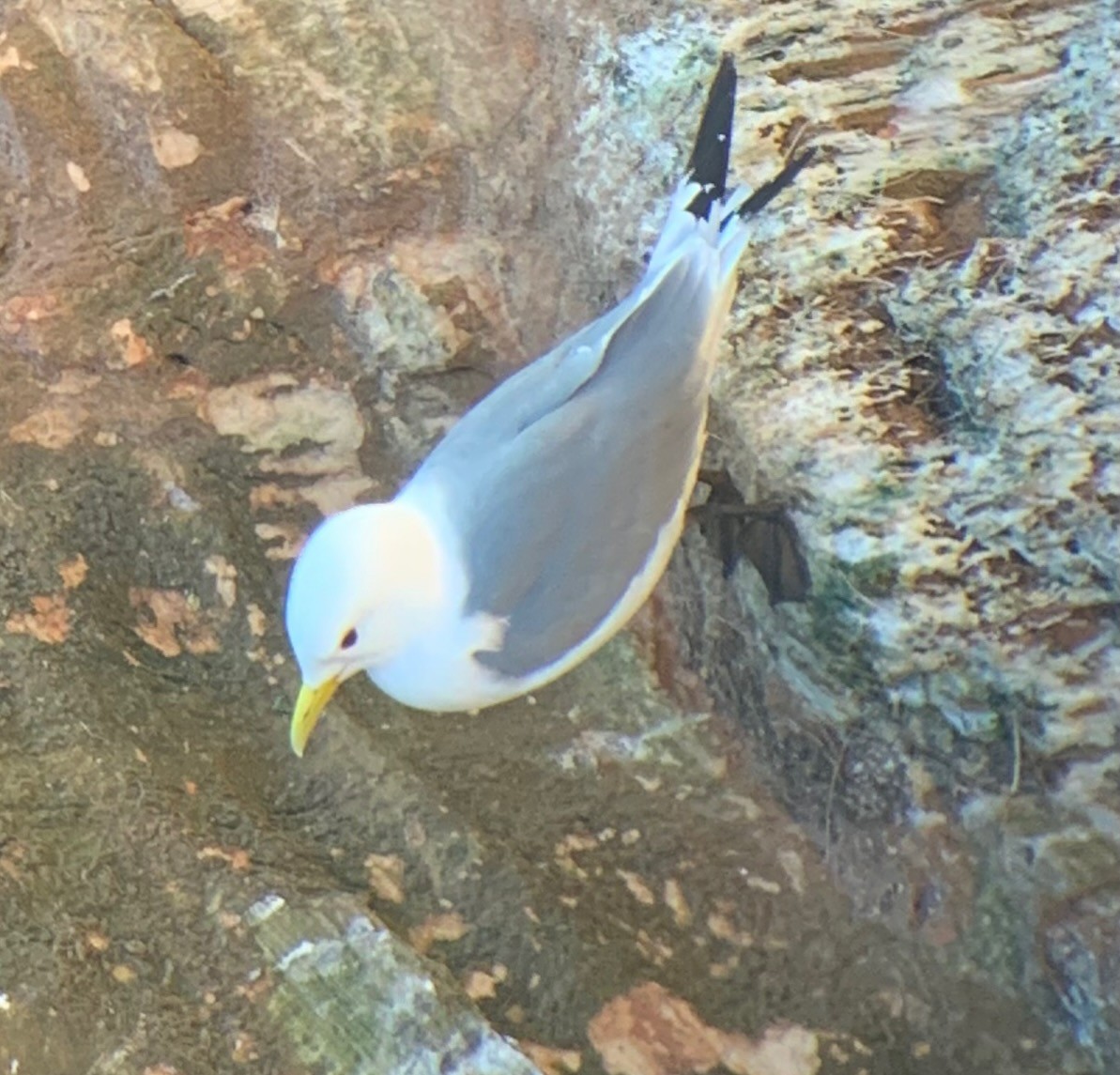 Black-legged Kittiwake - ML526184821