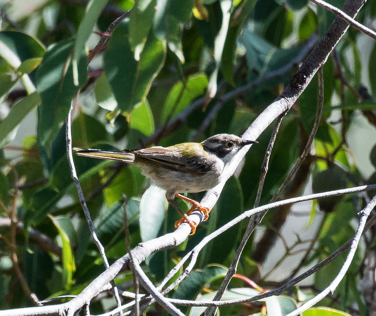 Brown-headed Honeyeater - Christine  Chester