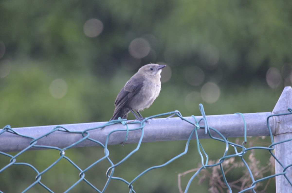 Tropical Mockingbird - ML526185171