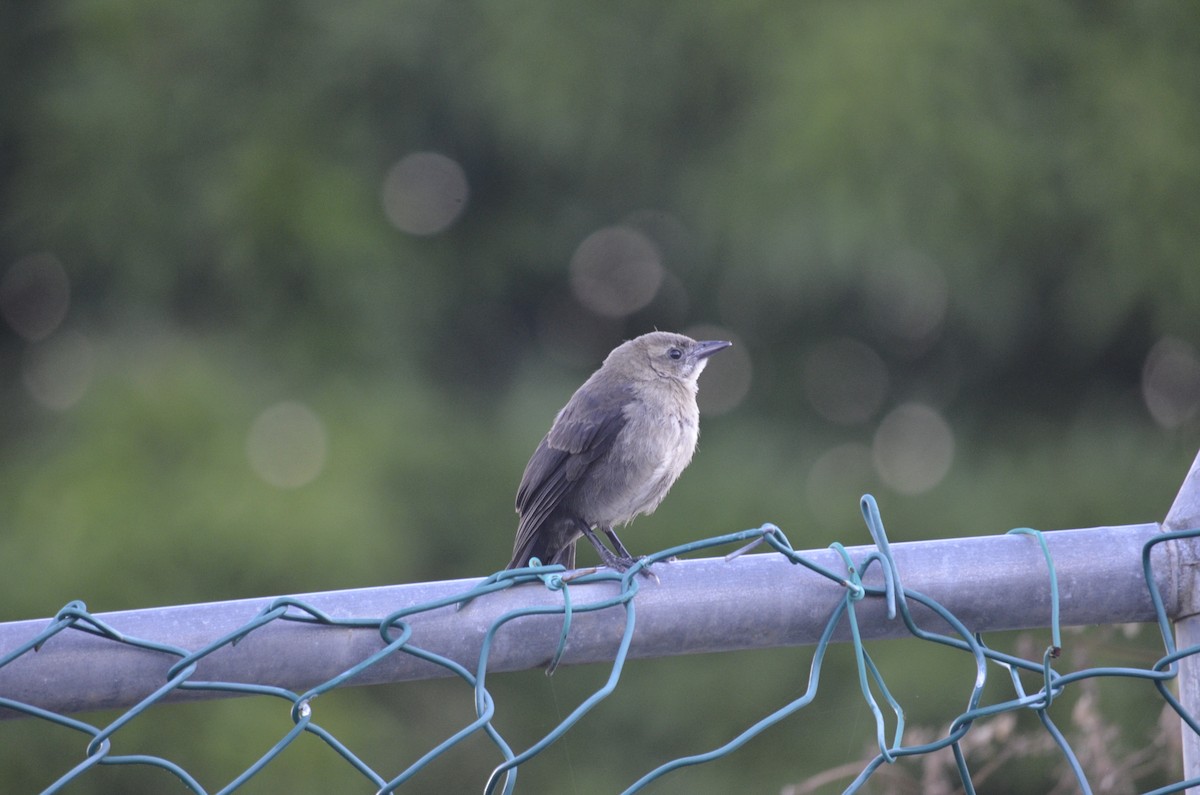 Tropical Mockingbird - ML526185201