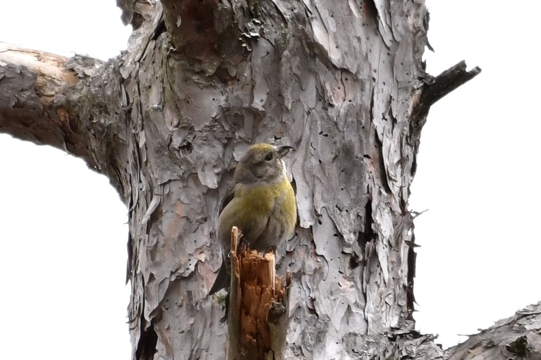 Red Crossbill (Northeastern or type 12) - Andy Nguyen