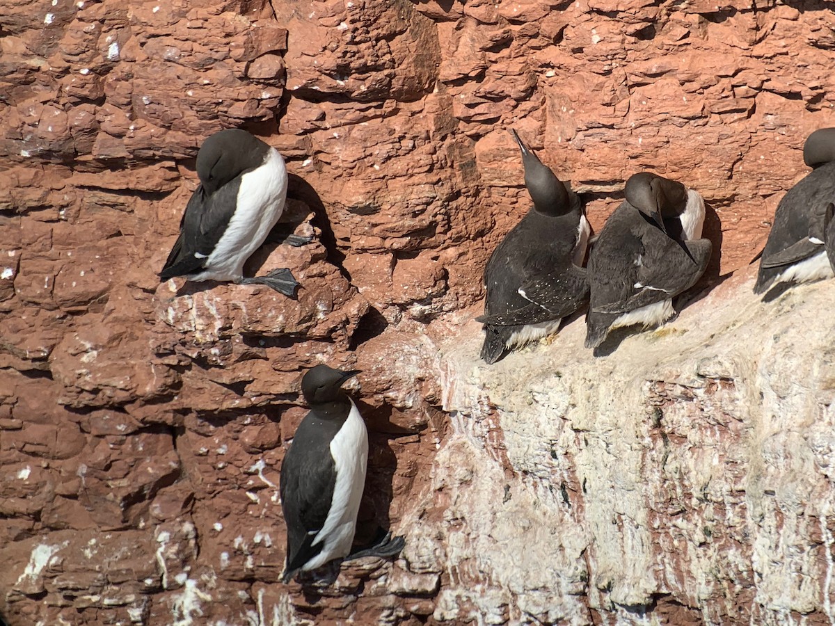 Common Murre - ML526185851