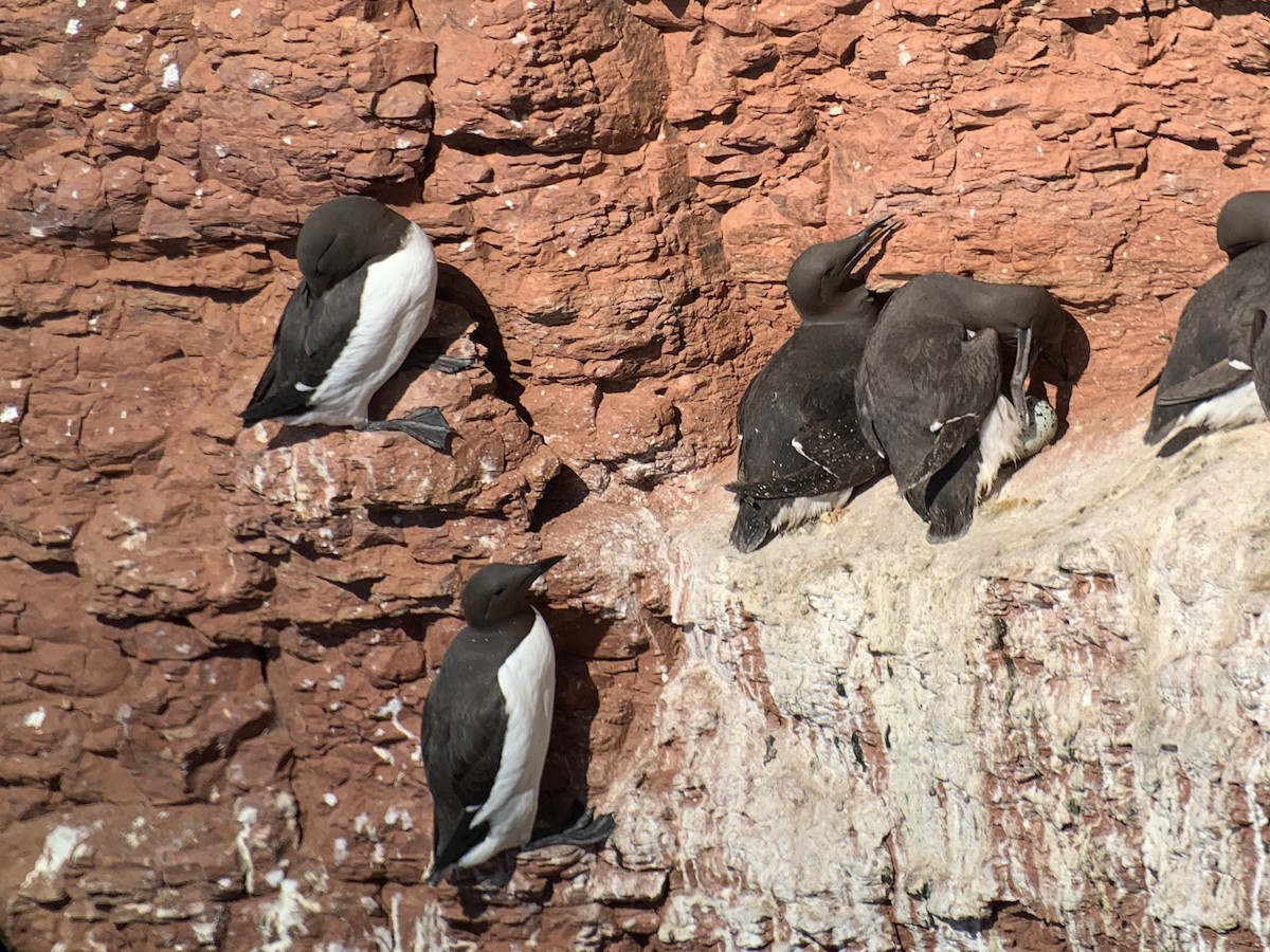 Common Murre - ML526185881