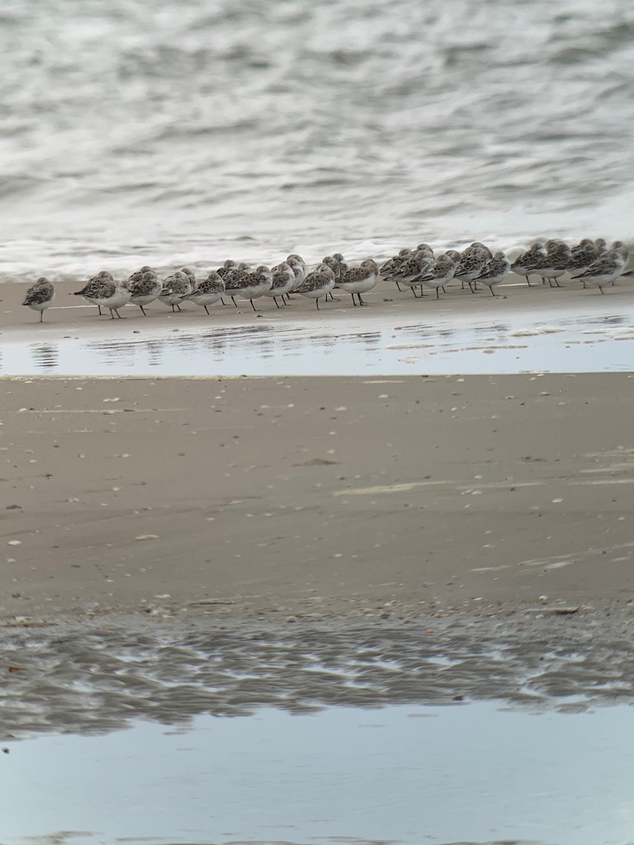 Sanderling - ML526188231
