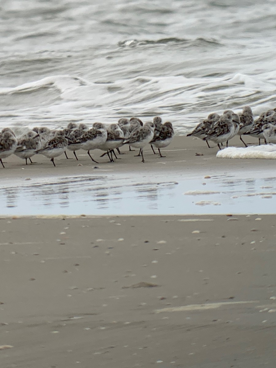Sanderling - ML526188241
