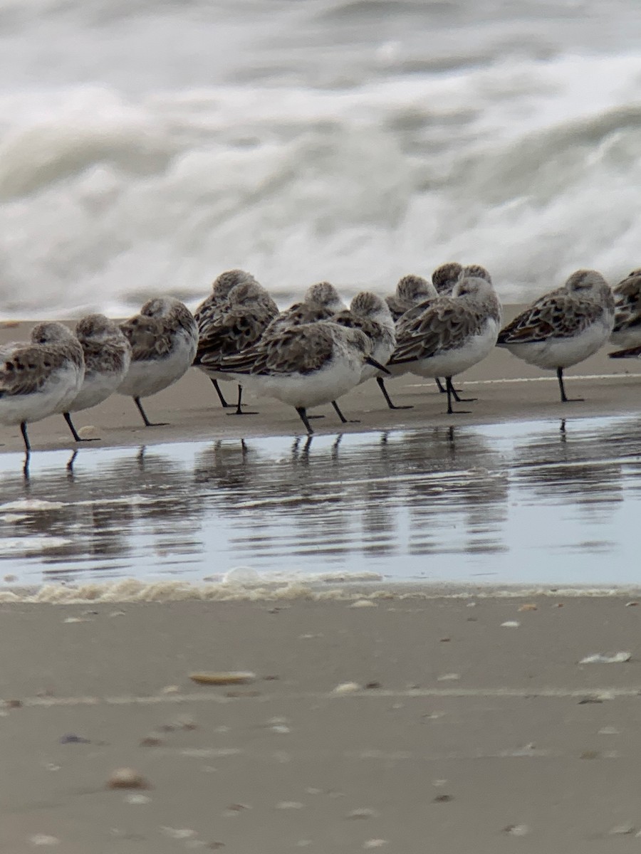 Sanderling - ML526188251