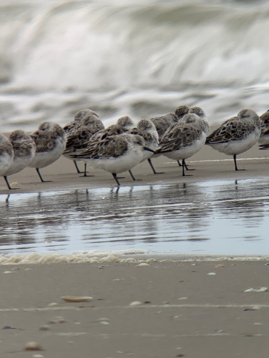 Sanderling - ML526188261