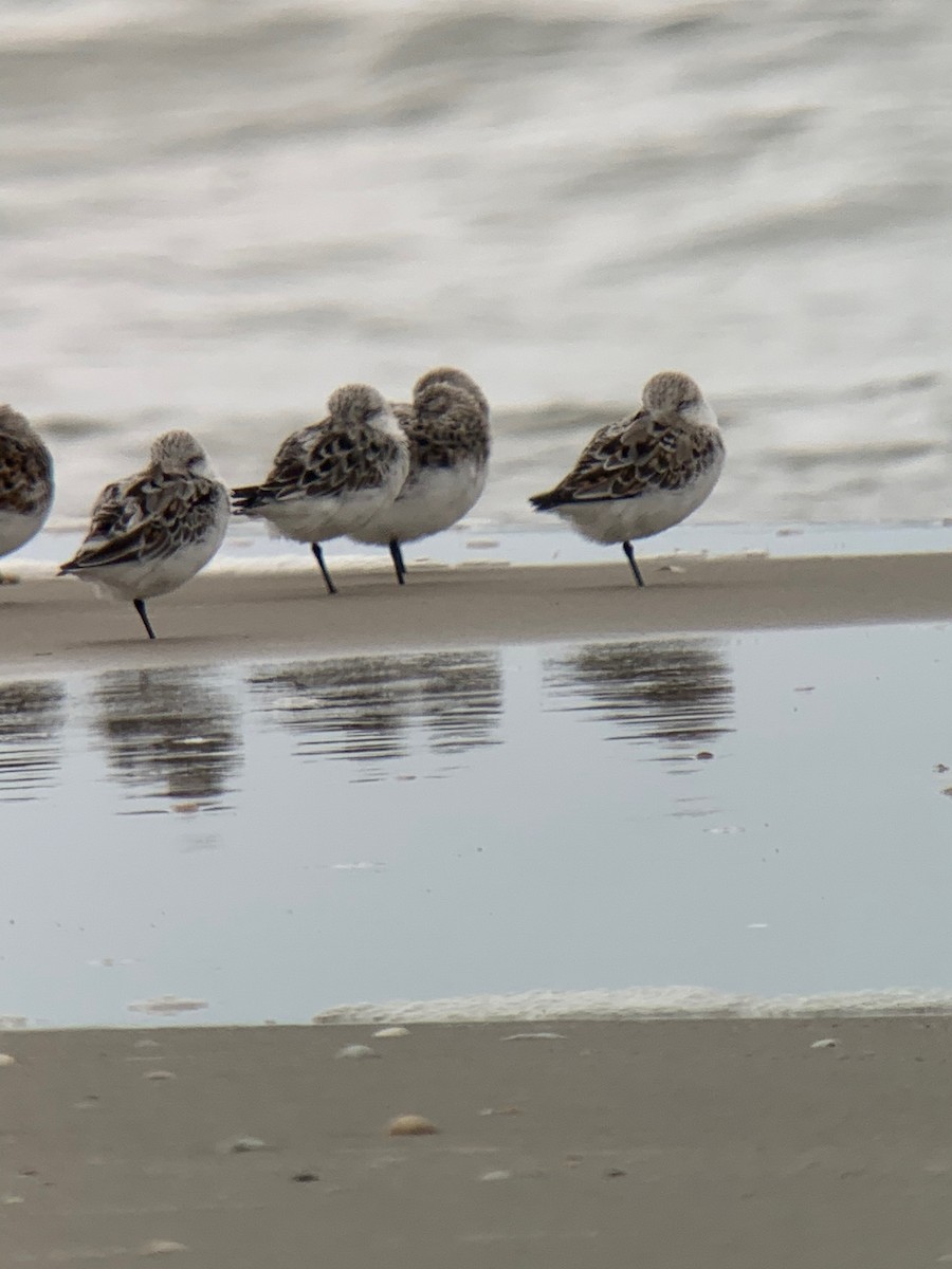 Sanderling - ML526188271
