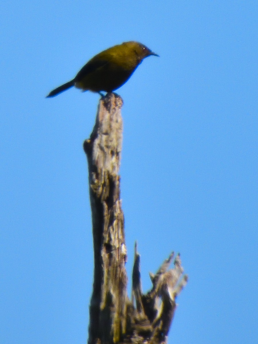 New Zealand Bellbird - ML526189521