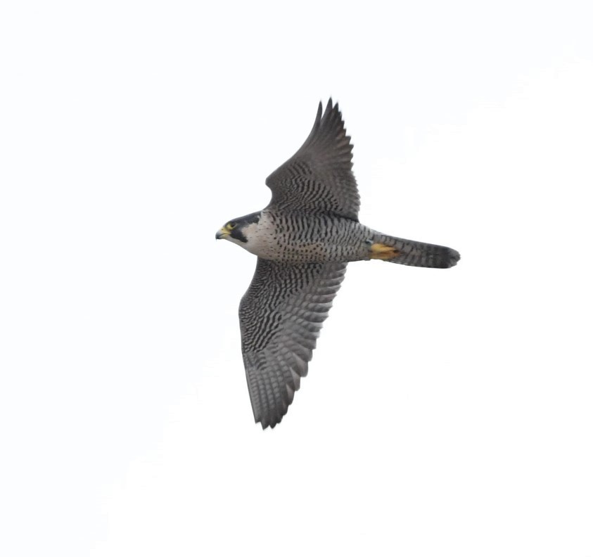 Peregrine Falcon - ML526190041