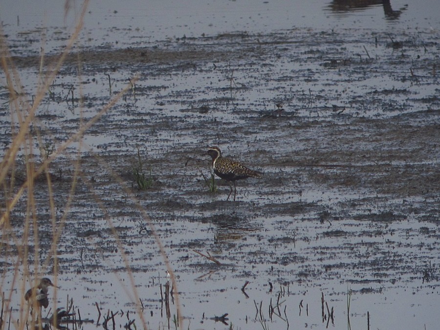 Pacific Golden-Plover - ML52619041