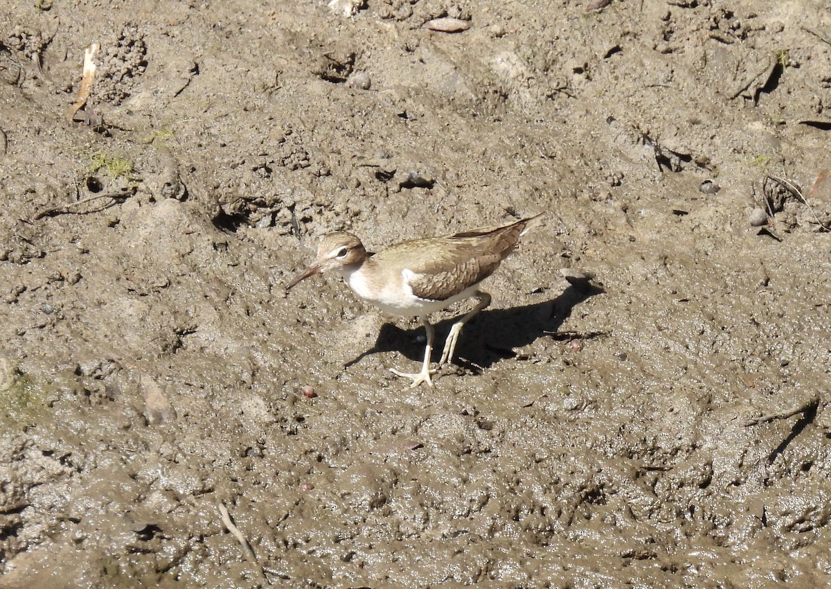 Spotted Sandpiper - Barb Stone