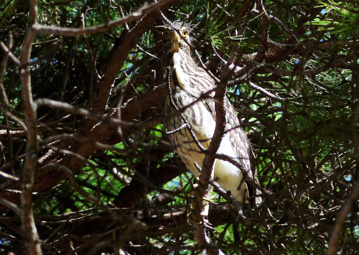 Nankeen Night Heron - ML52619131