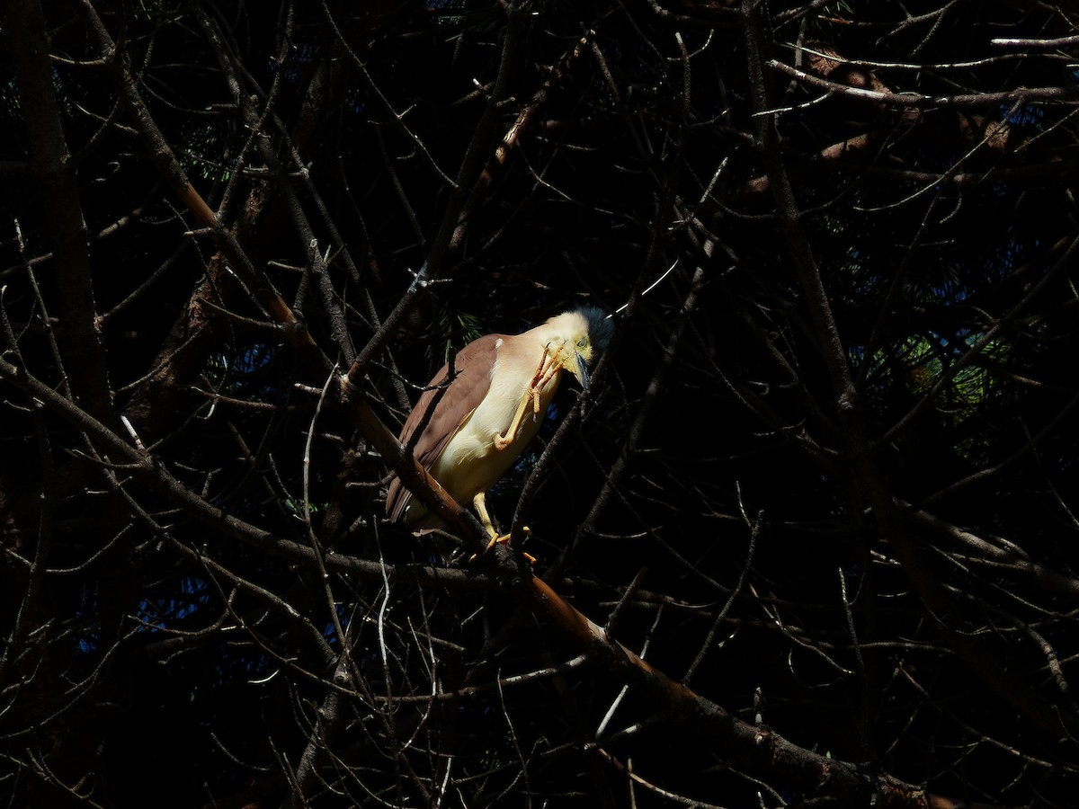 Nankeen Night Heron - ML52619141