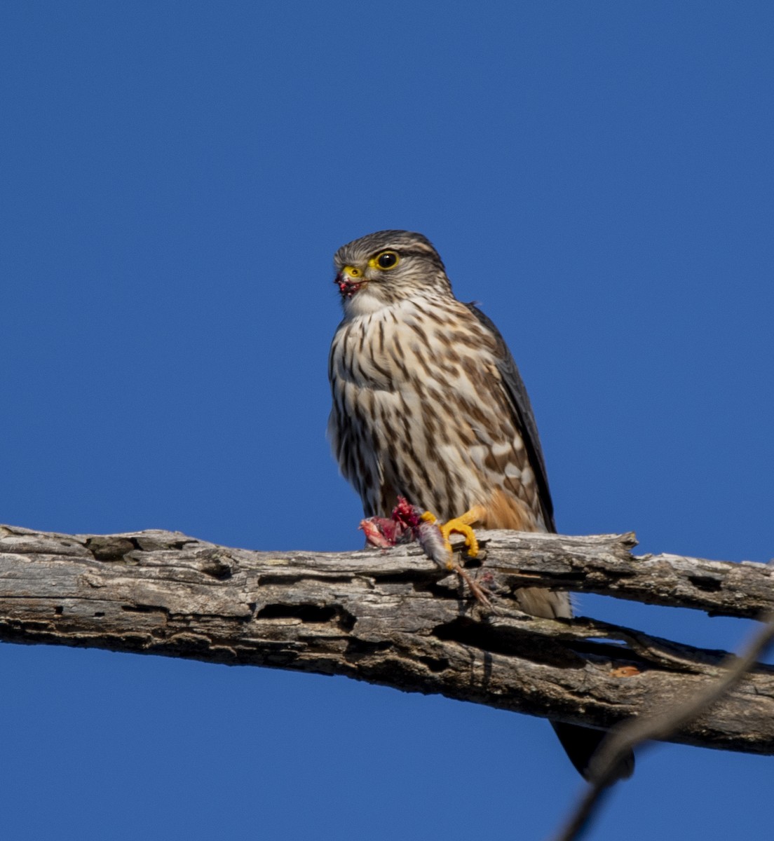 Merlin - Steve Hovey