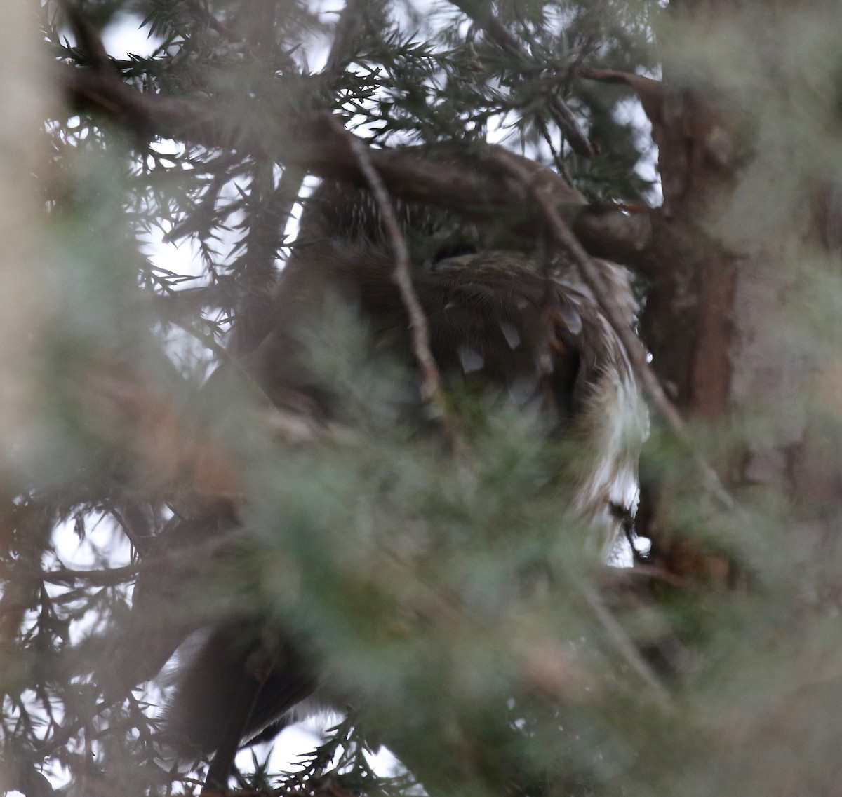 Northern Saw-whet Owl - ML526194931