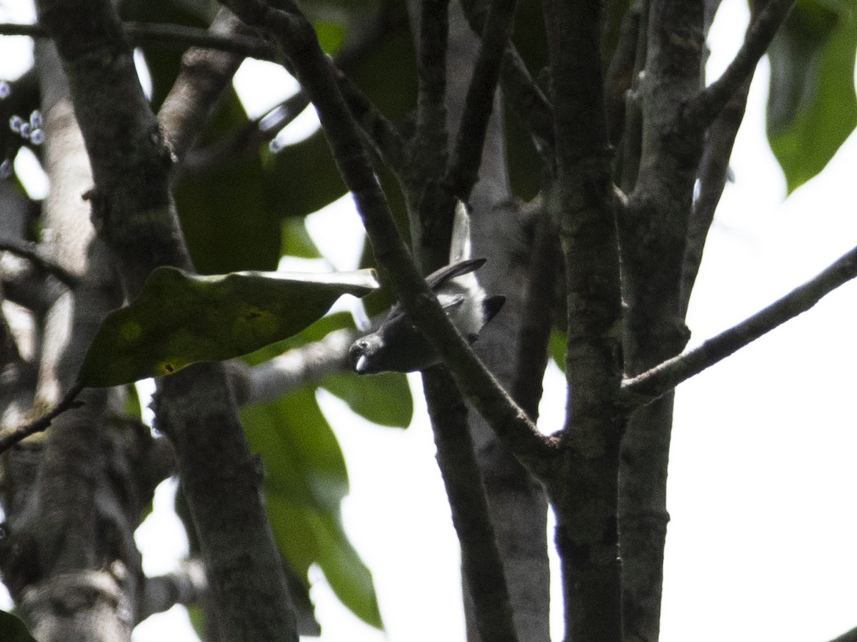 Guianan Gnatcatcher - ML526195231