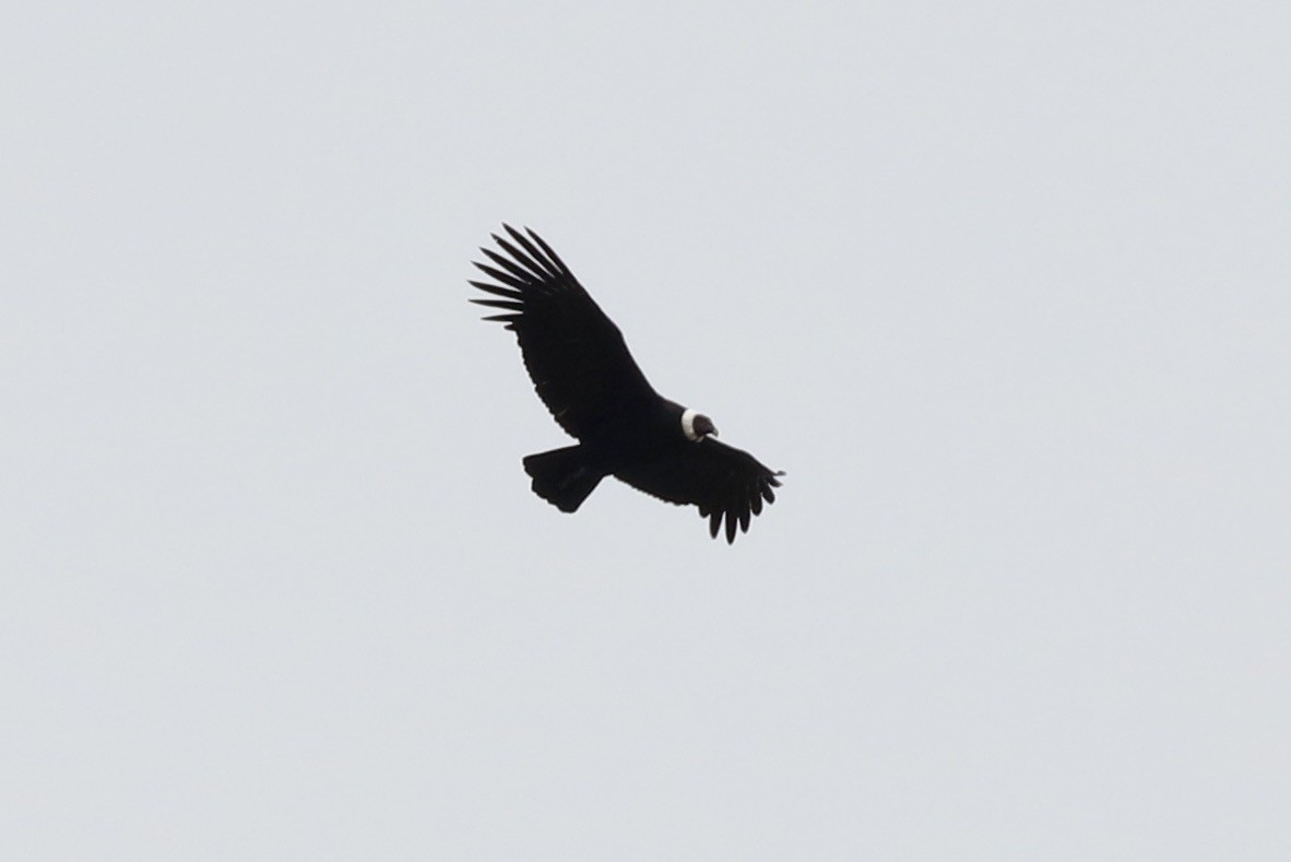 Andean Condor - ML526195441