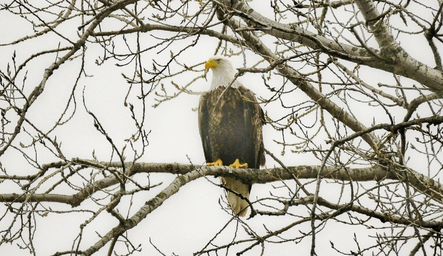 Bald Eagle - ML526195641