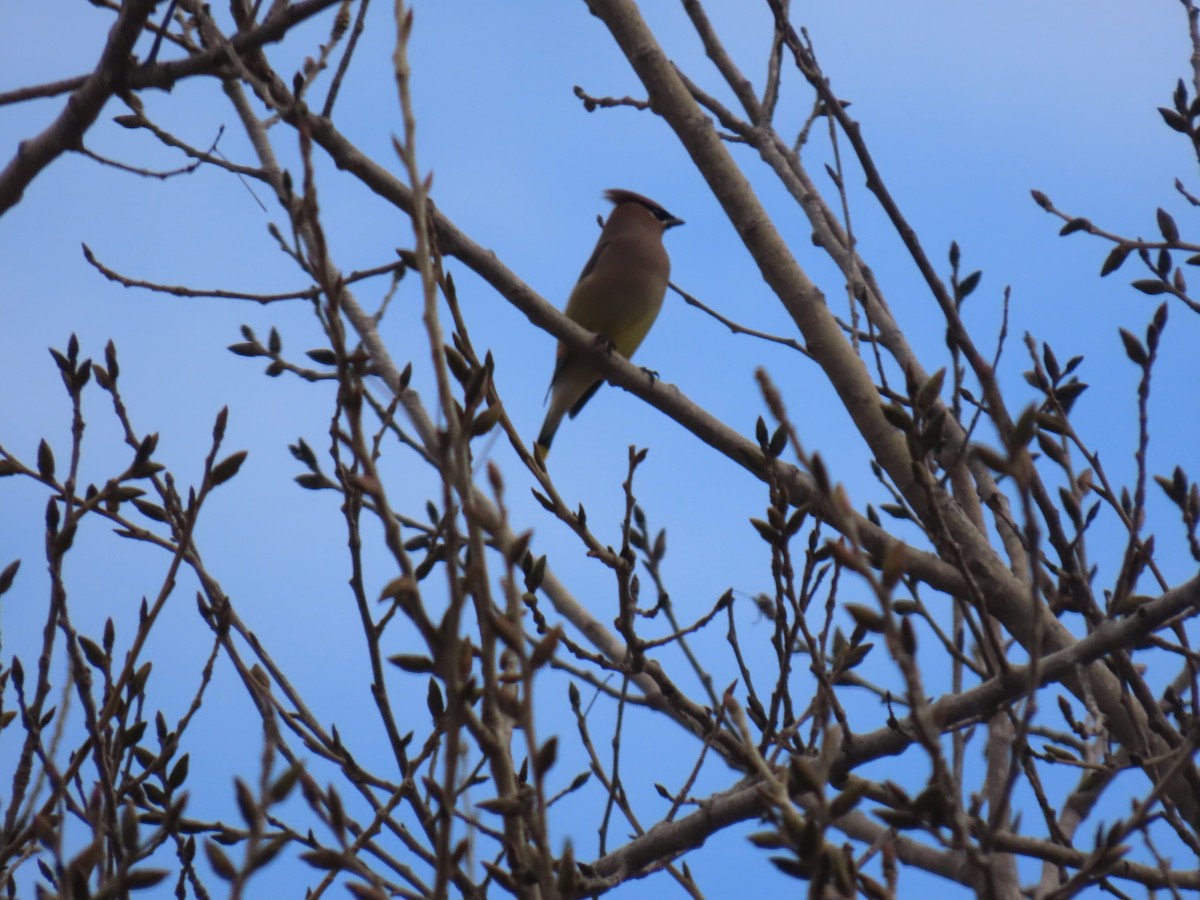 Cedar Waxwing - ML526195801