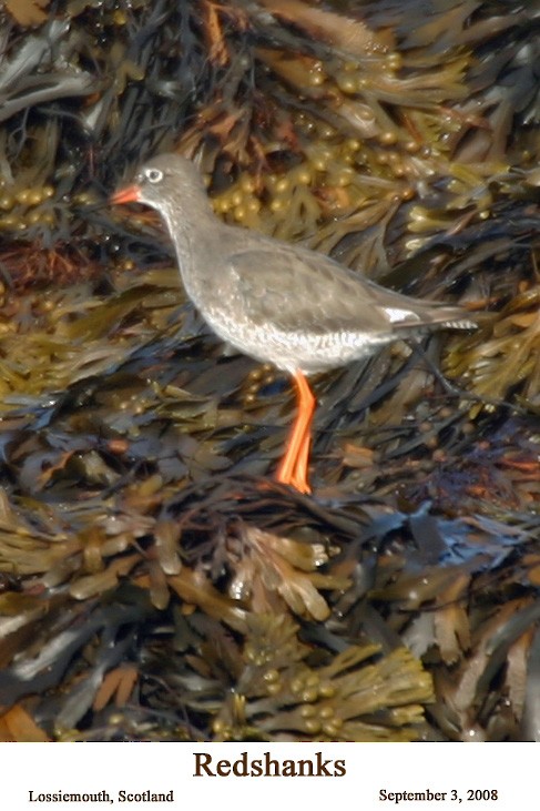 Common Redshank - ML526196931