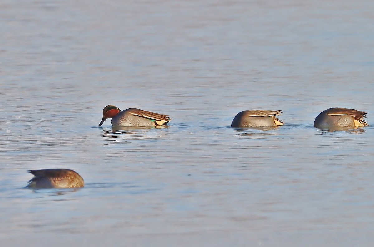 Green-winged Teal - ML526197141