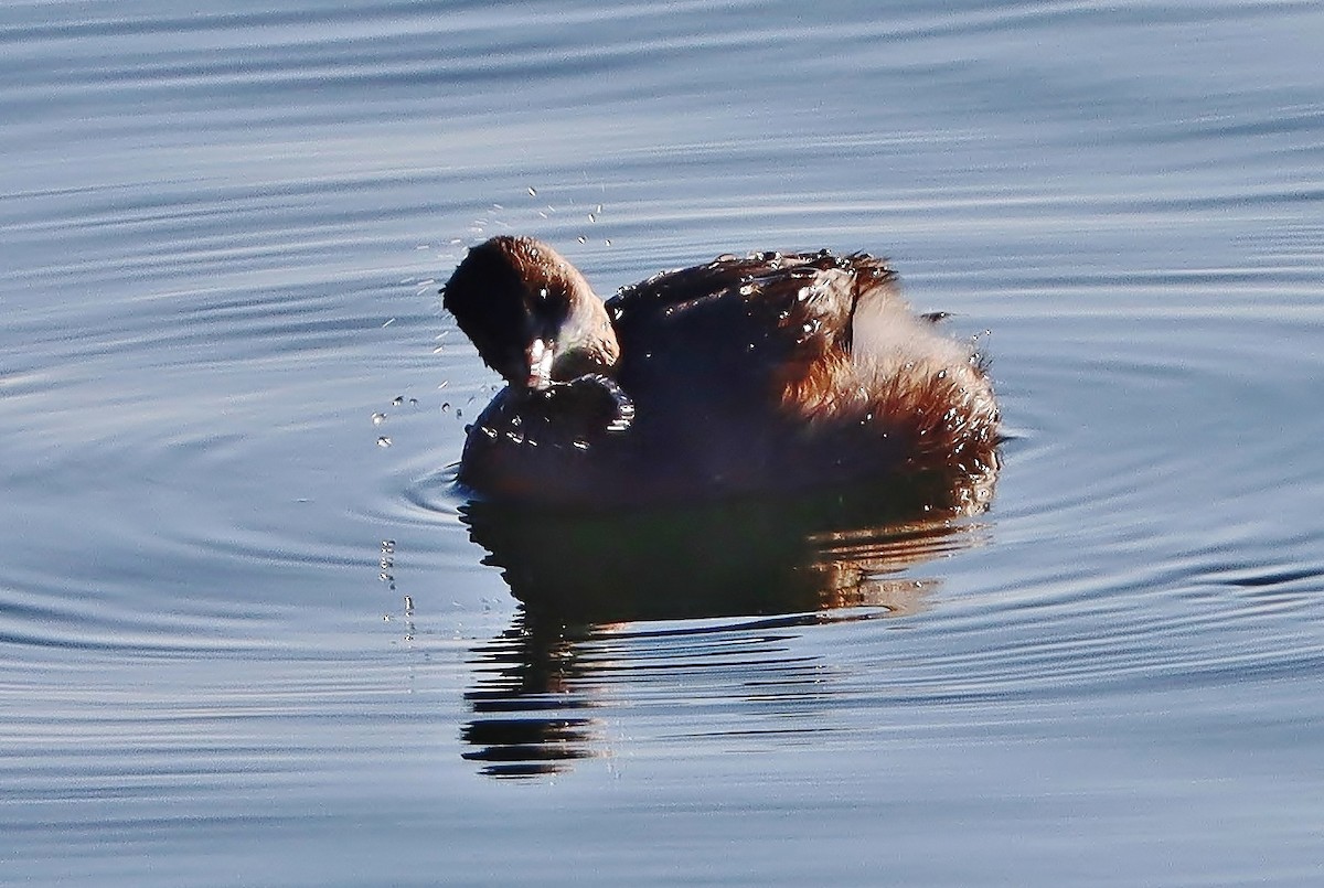 Little Grebe - ML526197431