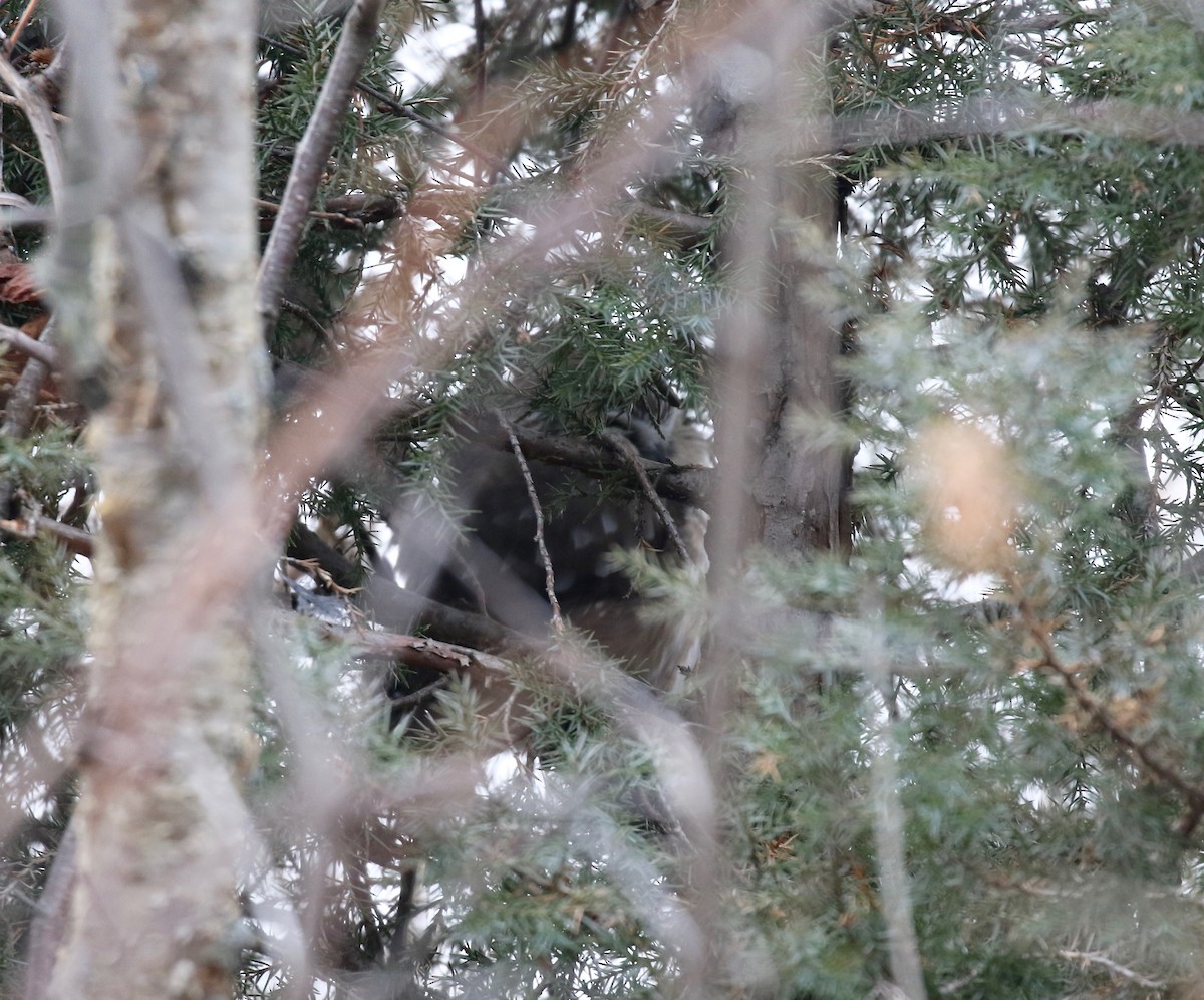 Northern Saw-whet Owl - ML526197931