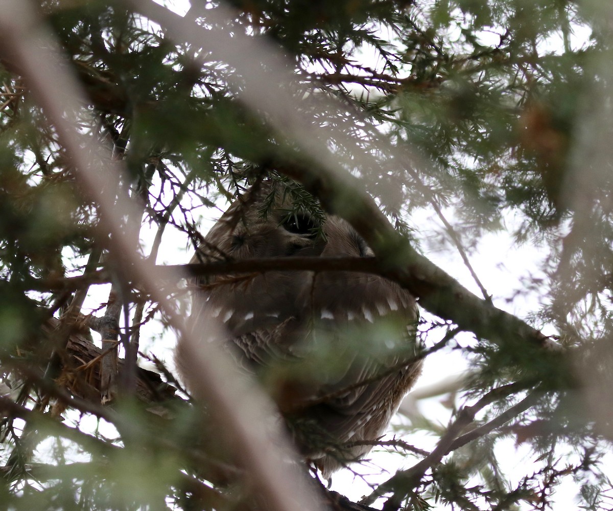 Northern Saw-whet Owl - ML526197941