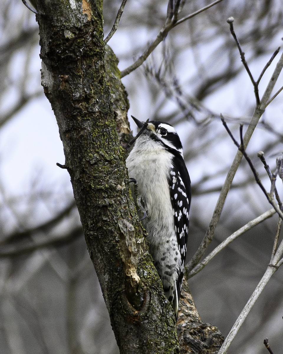 Downy Woodpecker - ML526197971