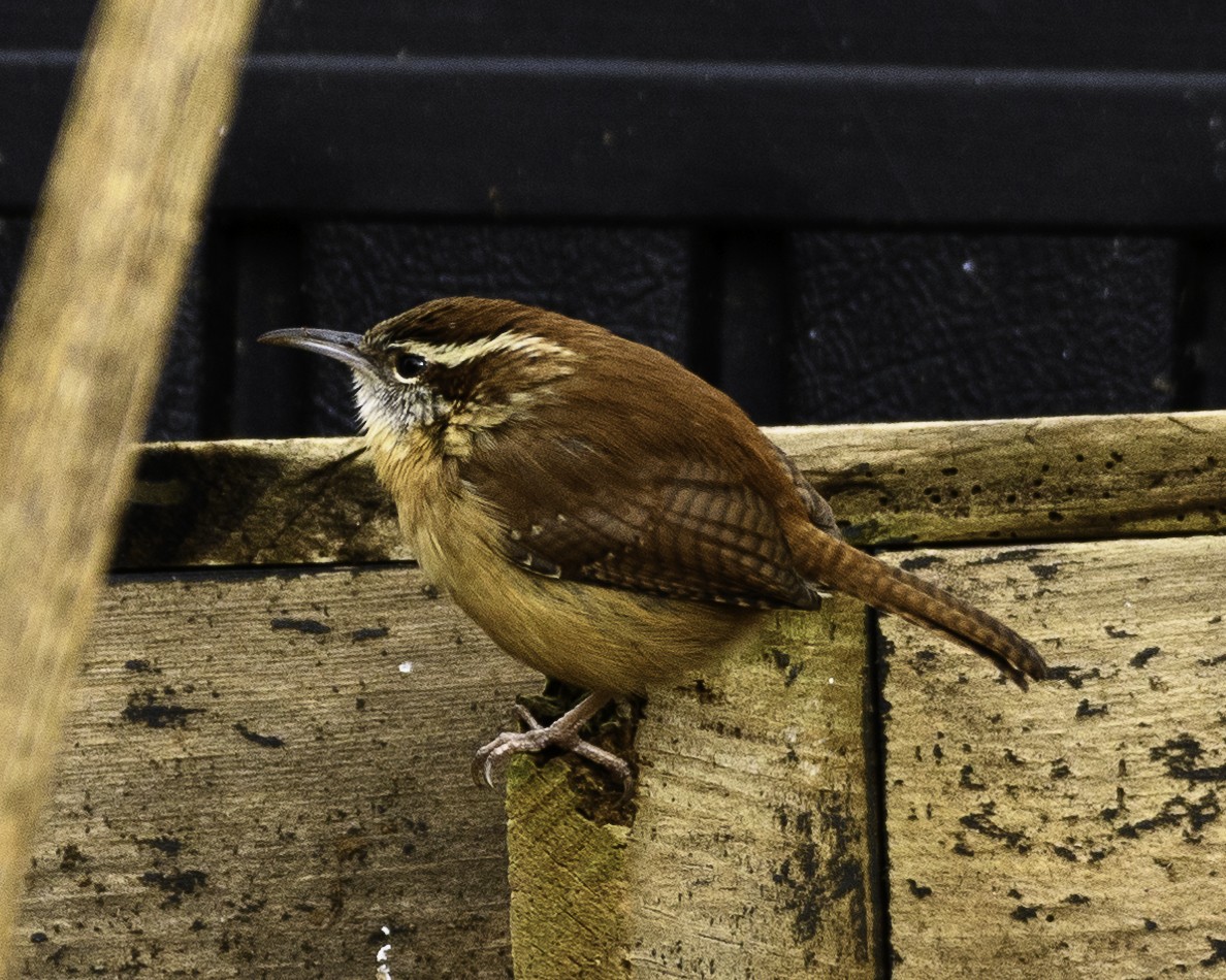 Carolina Wren - ML526198071